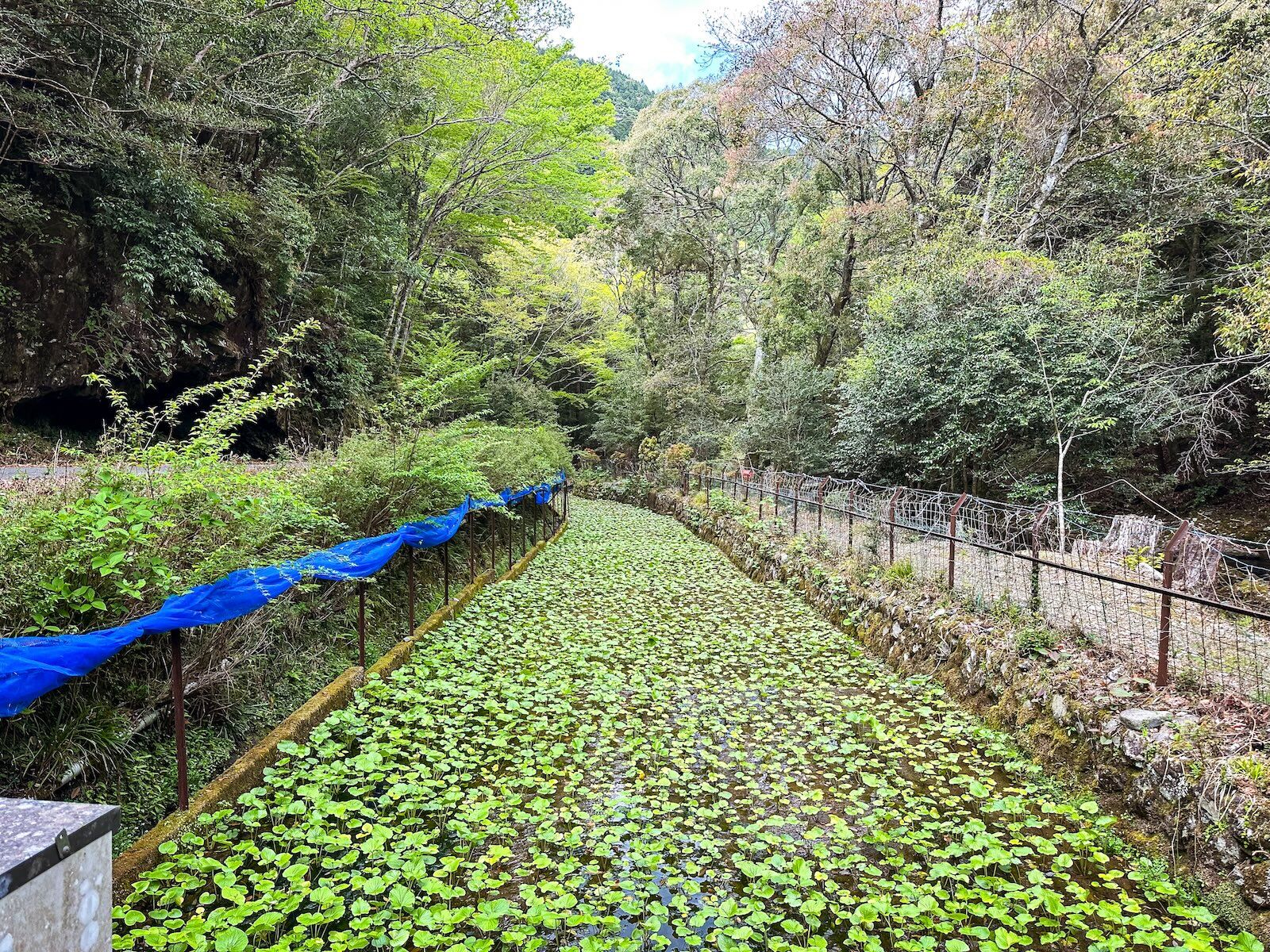 japan walking tours - wasabi