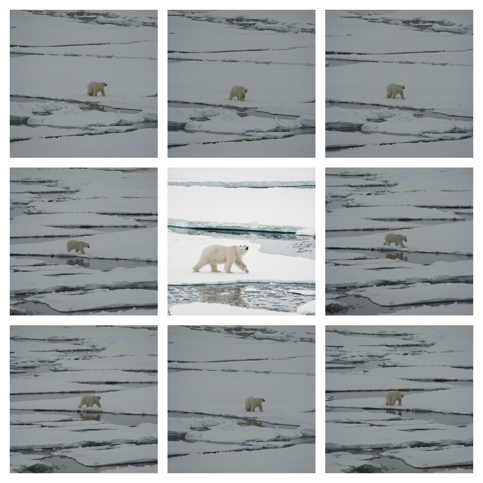 organize travel photos - polar bear