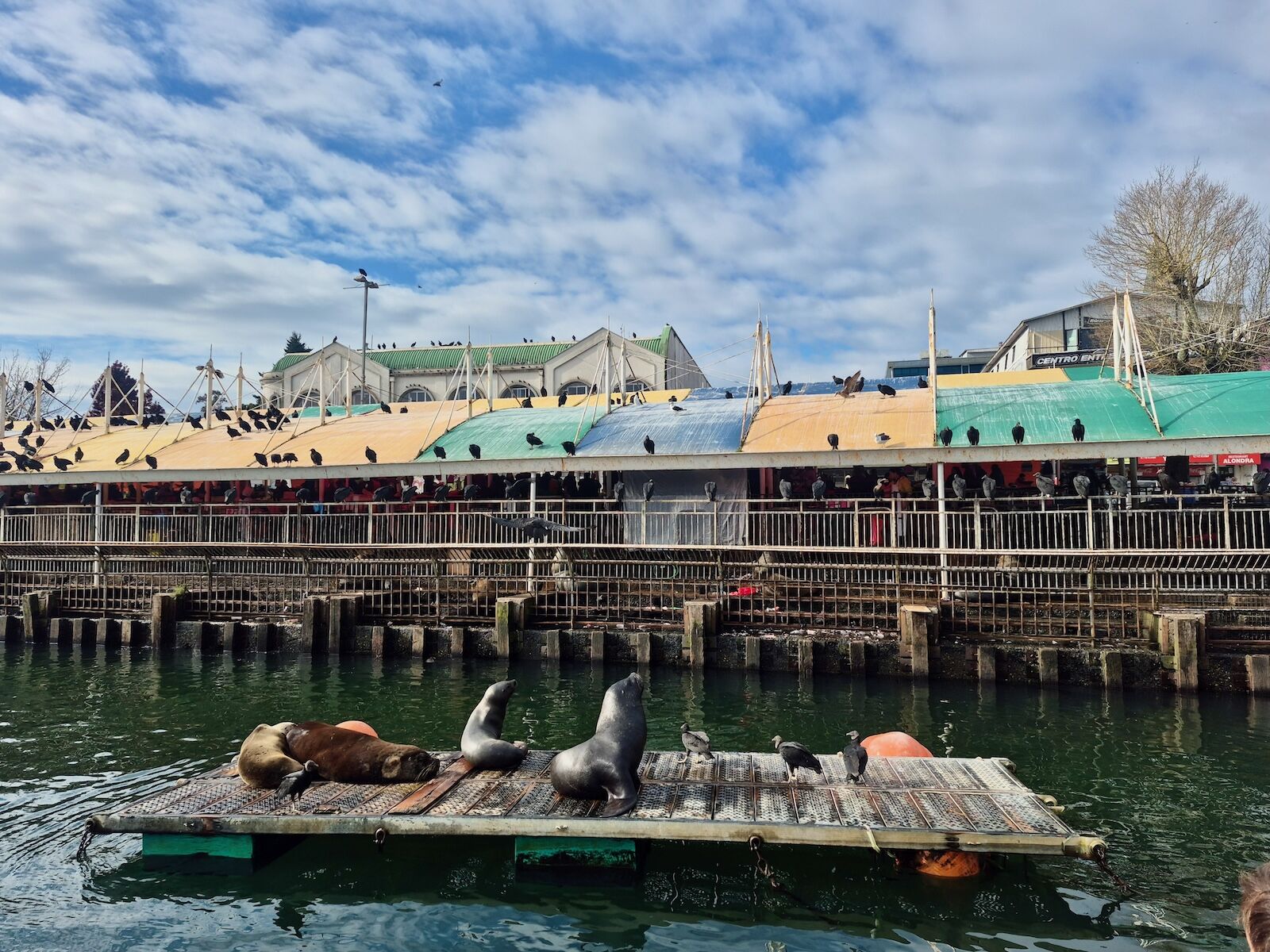 sea lions in valdivia, chile