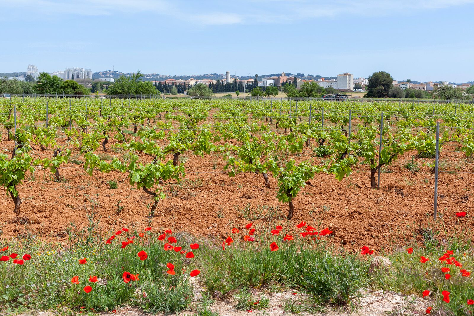 wine regions in spain