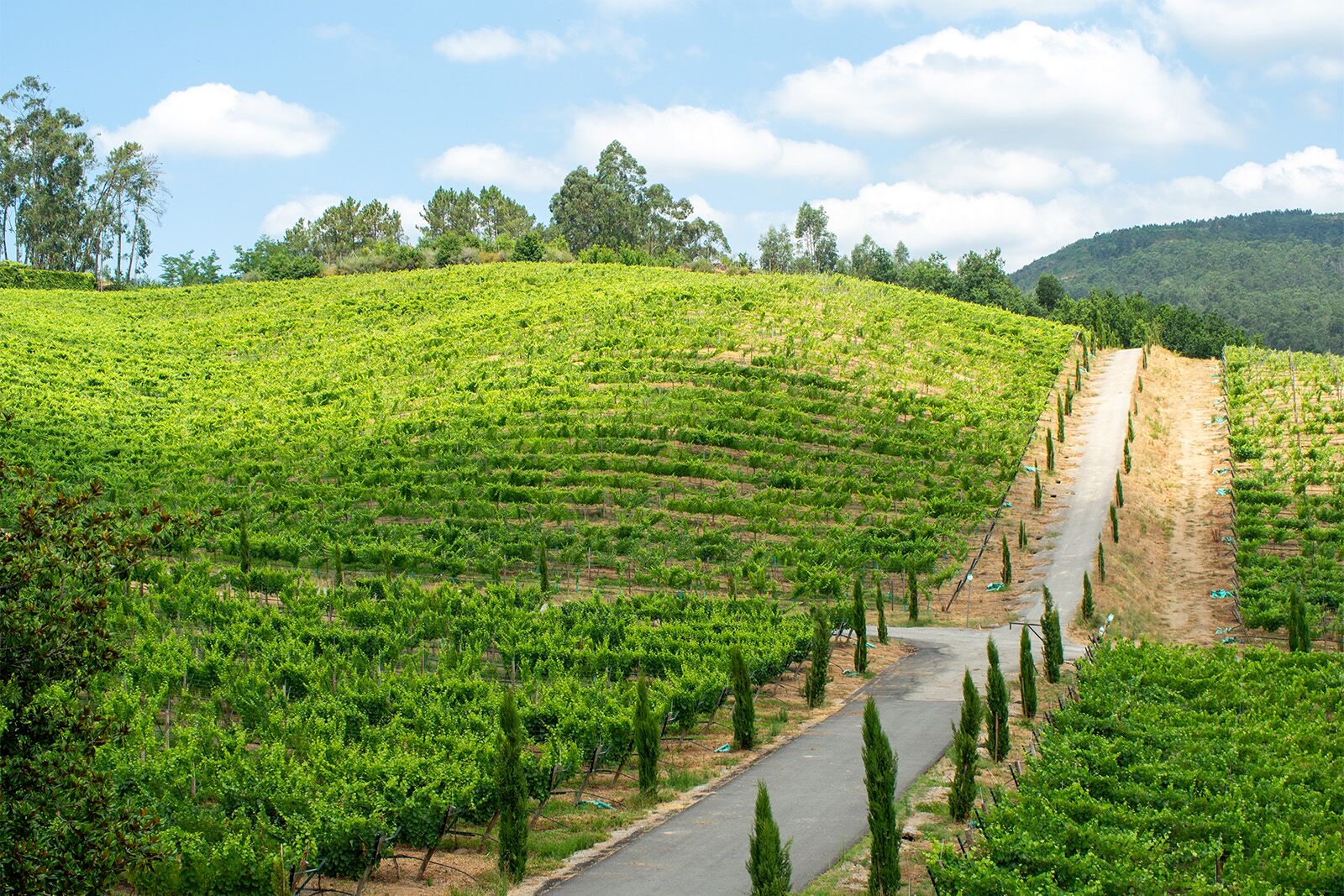 wine regions in spain