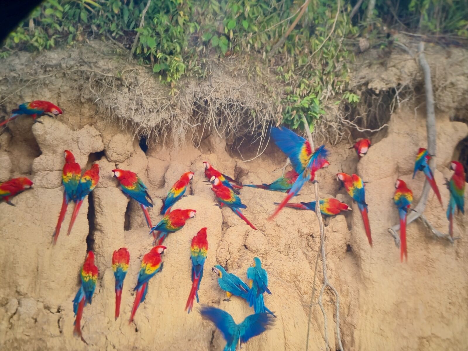 macaws in peru