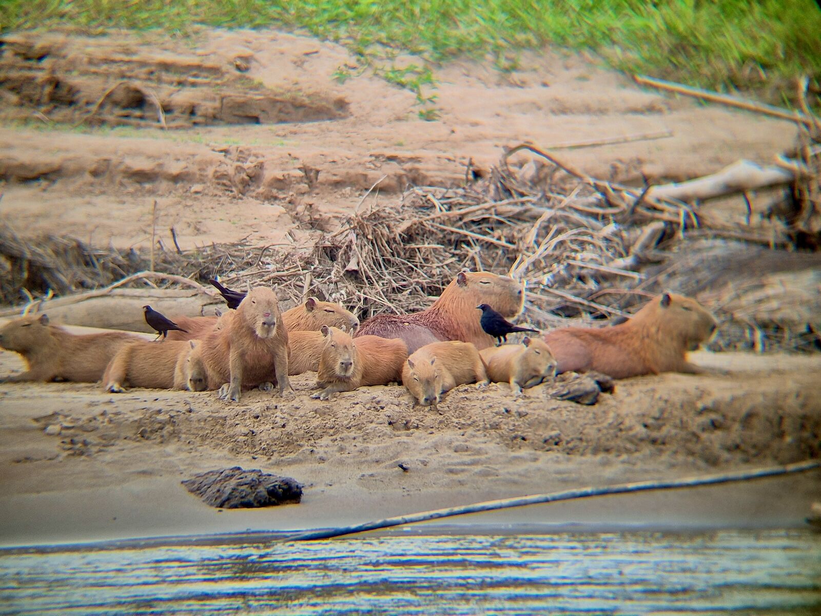 capybaras in peru