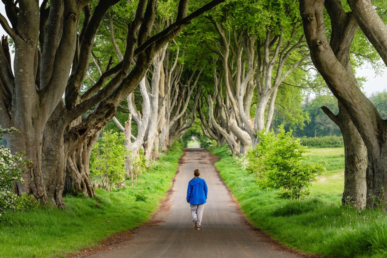 below newfoundland tourism - dark hedges ireland