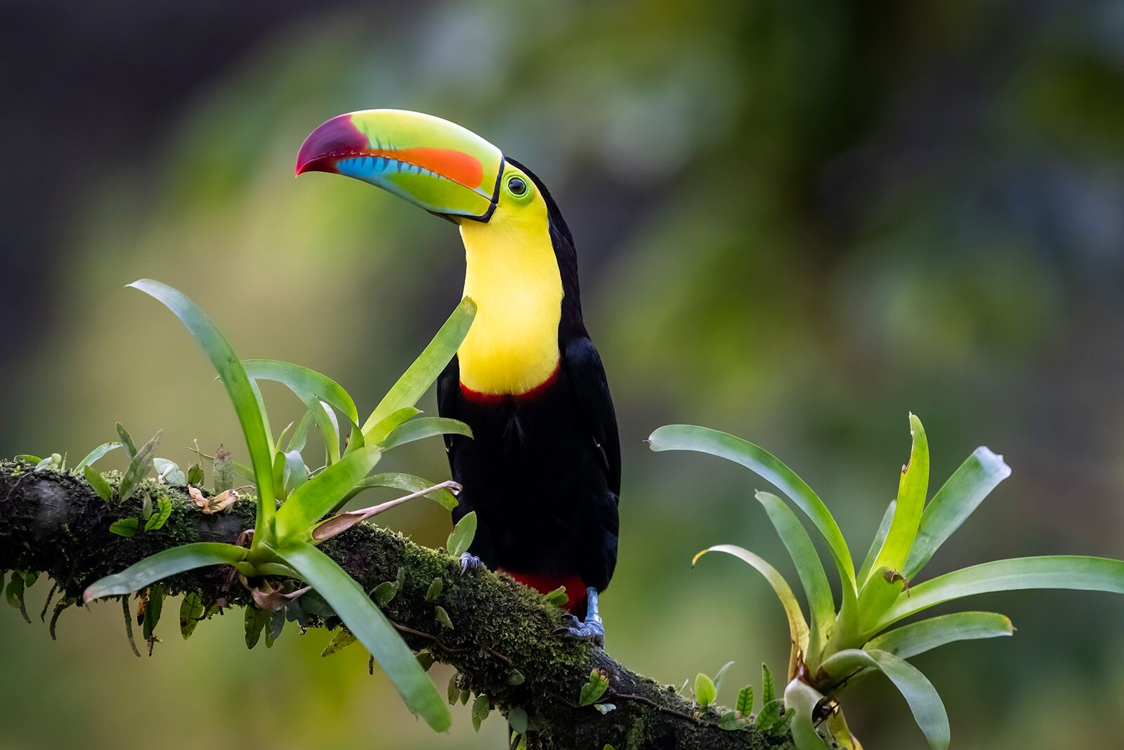 Golfo Dulce Costa Rica