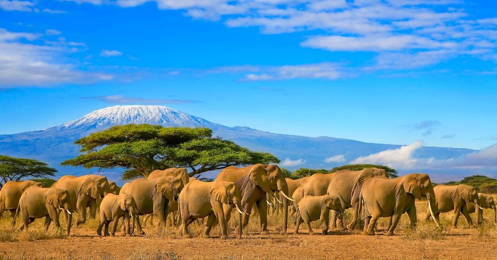 África elefantes Kilimanjaro