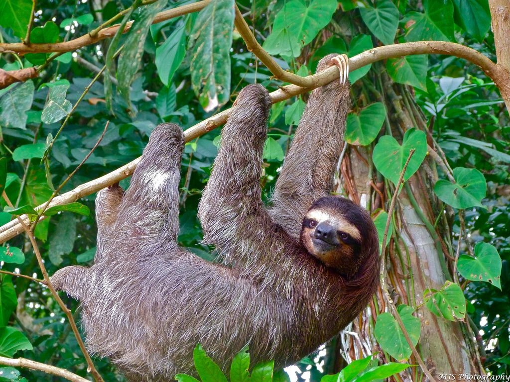 11 majestuosos animales de Costa Rica y dónde observarlos