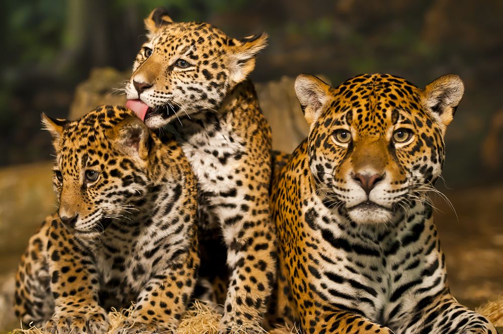 El jaguar en México