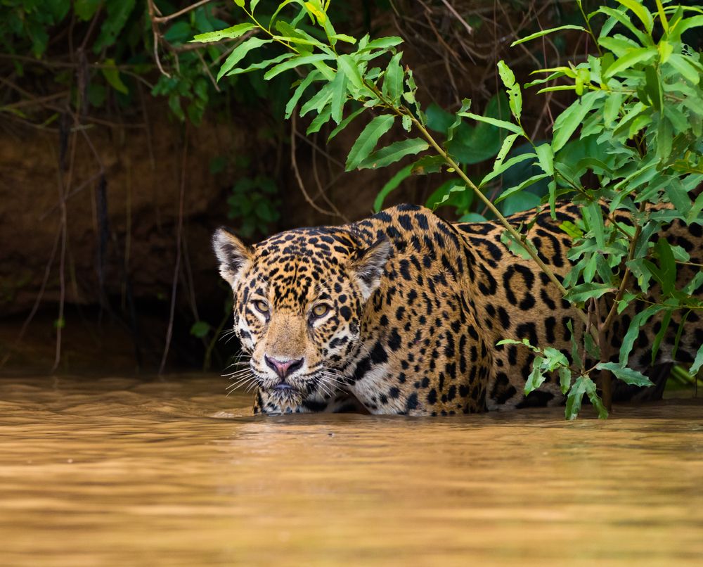 Avistar jaguares