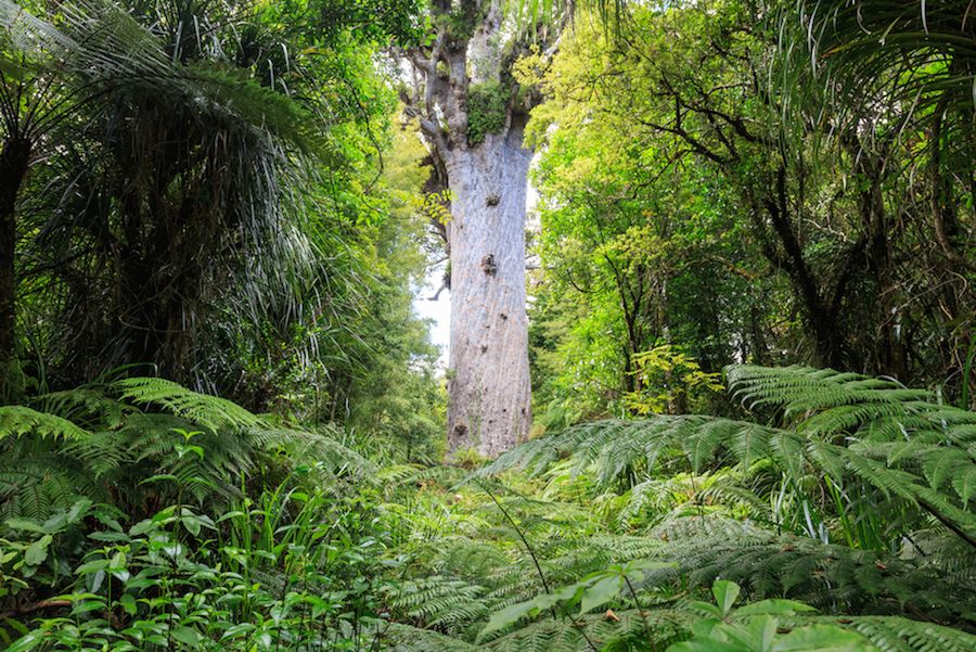 15 bosques encantados desde la Patagonia hasta Ocean a Matador