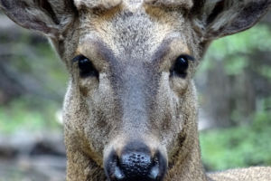 Estos Son Los Animales De Argentina En Peligro De Extincion