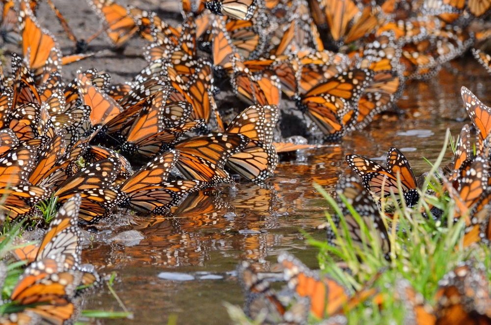 mariposas monarca en México migración de las mariposas monarca