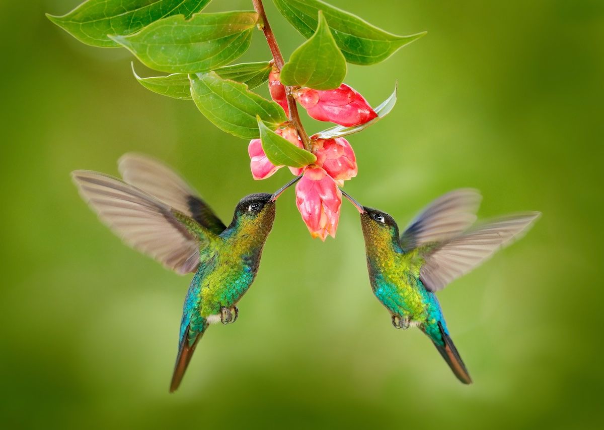 Cómo atraer colibríes hasta tu jardín - Matador Español