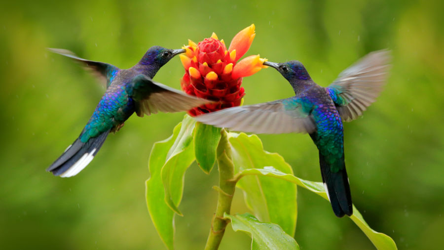 Significado Del Colibri Desde El Mexico Prehispanico Hasta El Presente