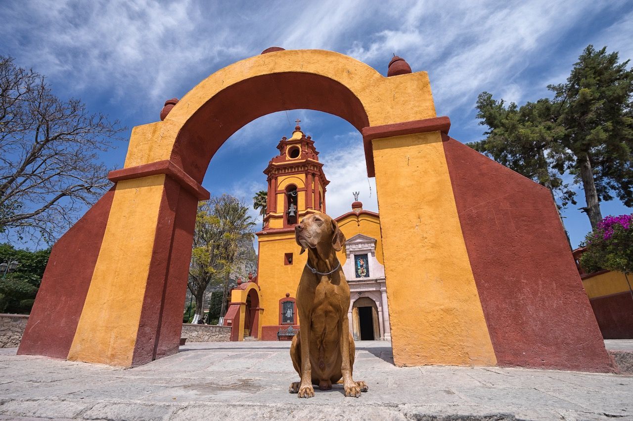 viajar con perros en México