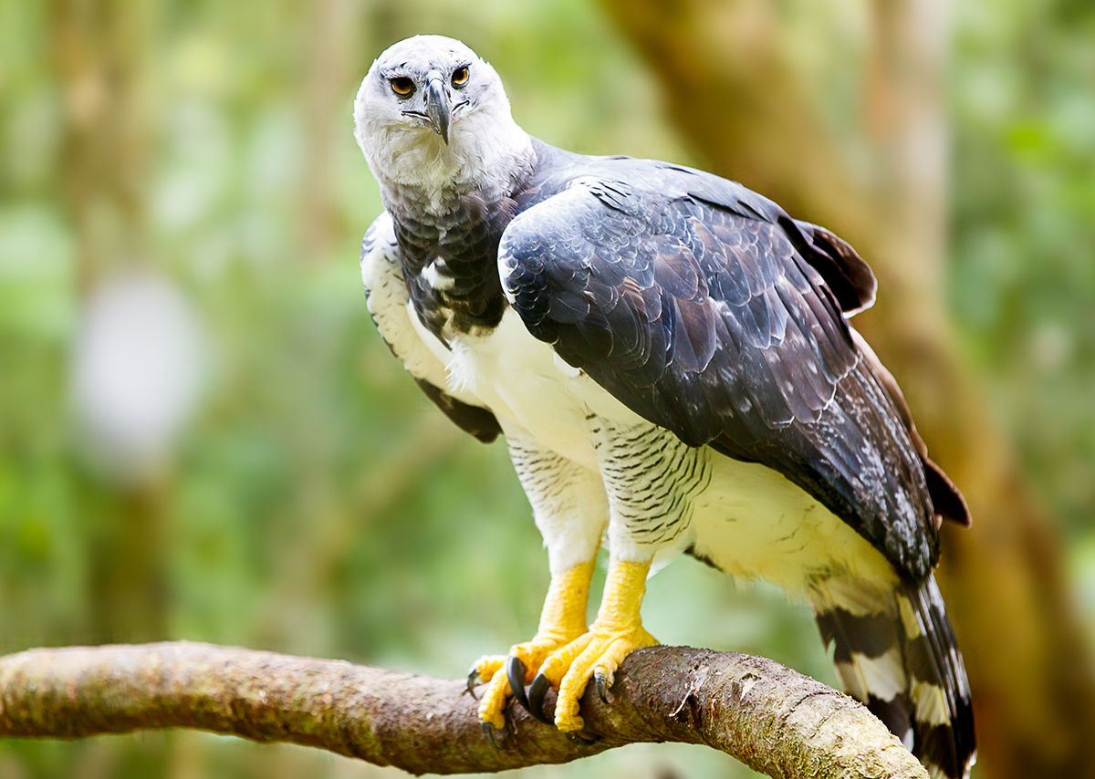 Datos sobre el águila arpía, el ave nacional de Panamá