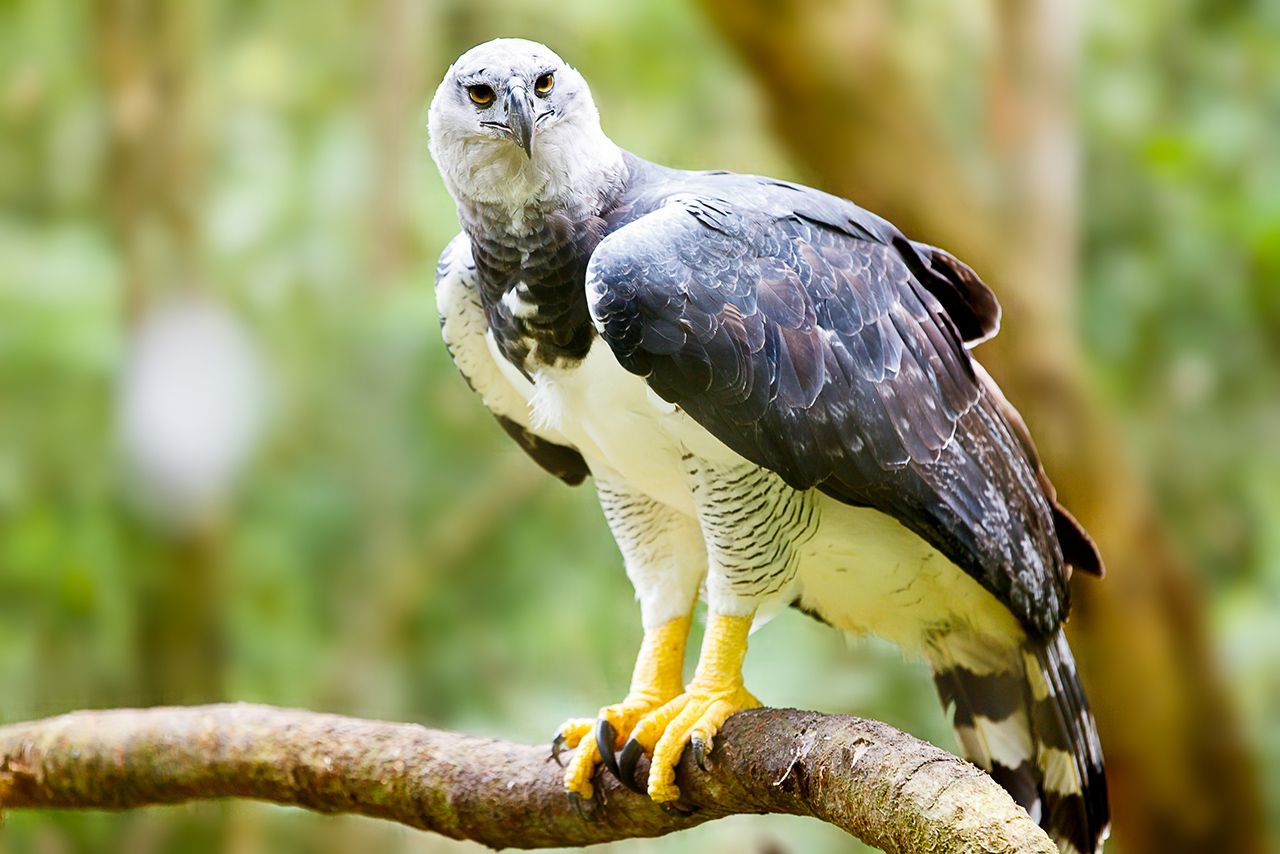Datos sobre el águila arpía, el ave nacional de Panamá