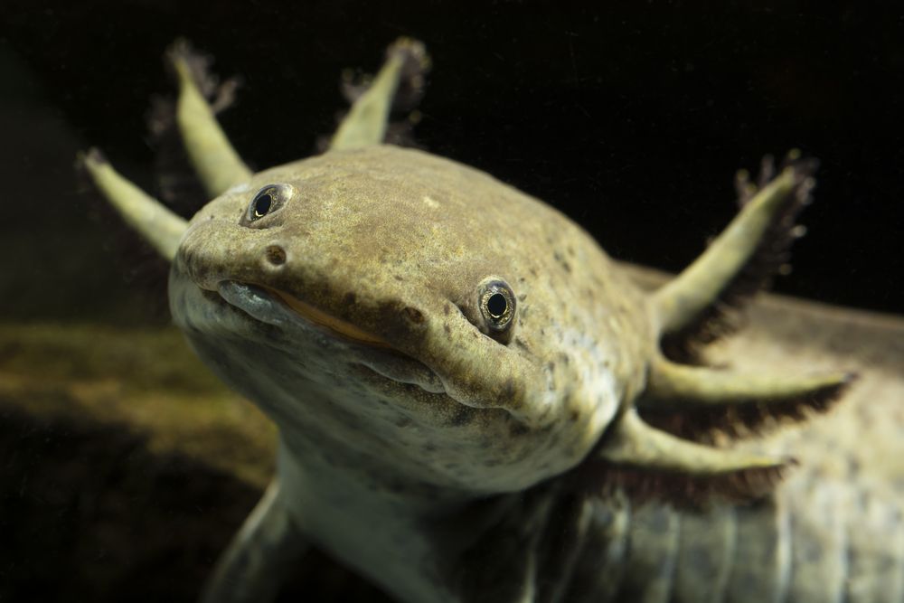 animales de nombre náhuatl ajolote Axolotl