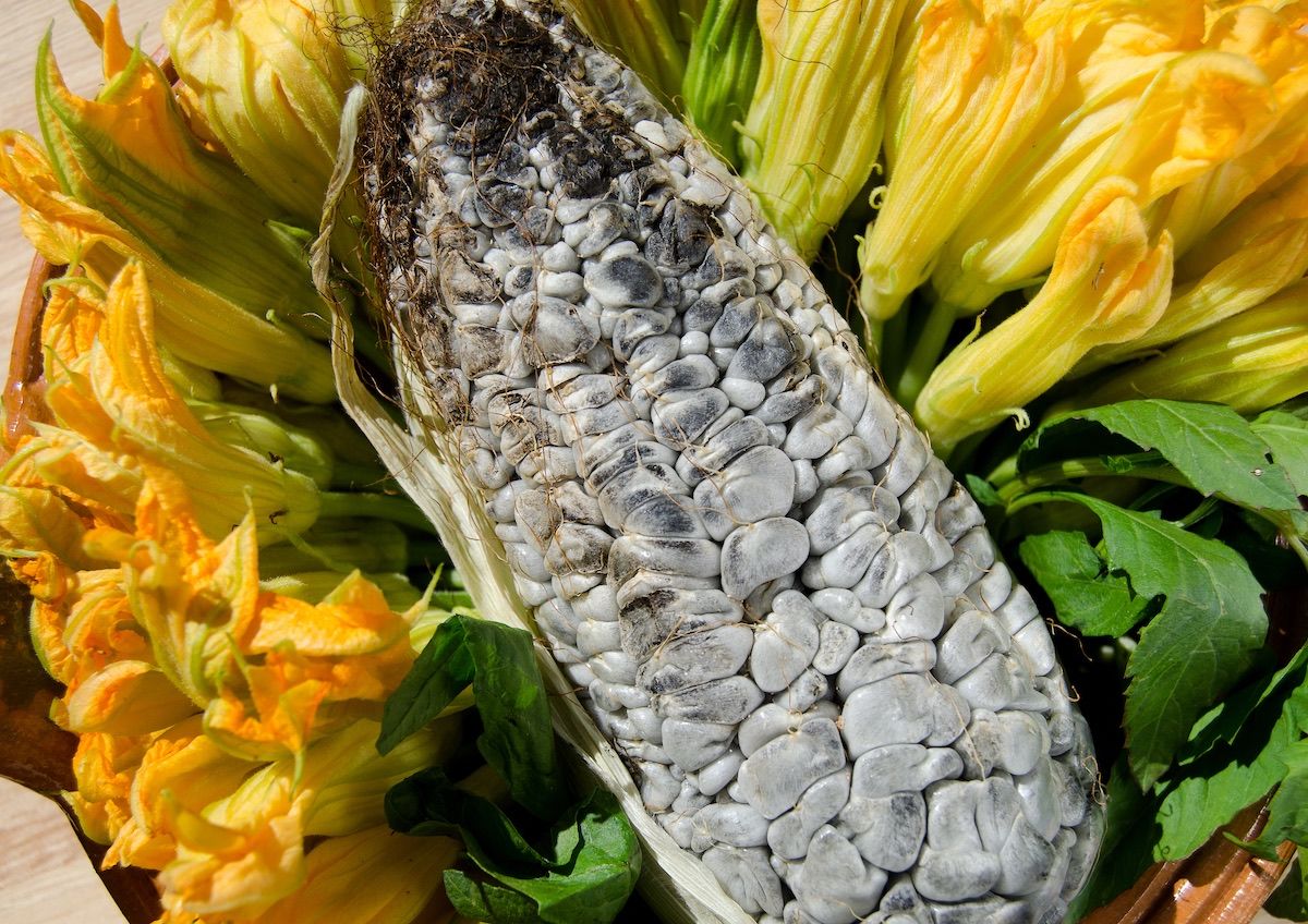 Qué es el huitlacoche? Todo lo que debes saber sobre el hongo favorito de  los mexicanos - Matador Español