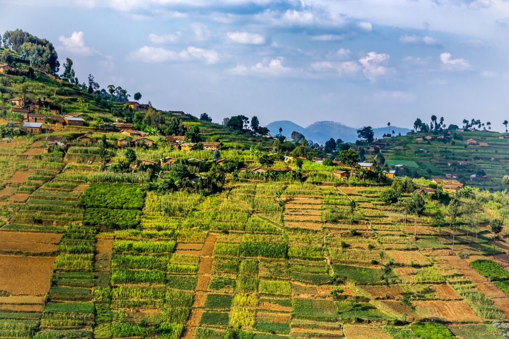cultivos en Ruanda