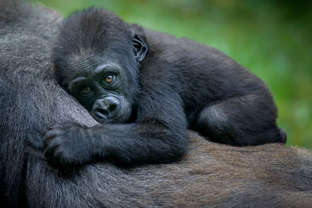 Gorilas viajar a Ruanda