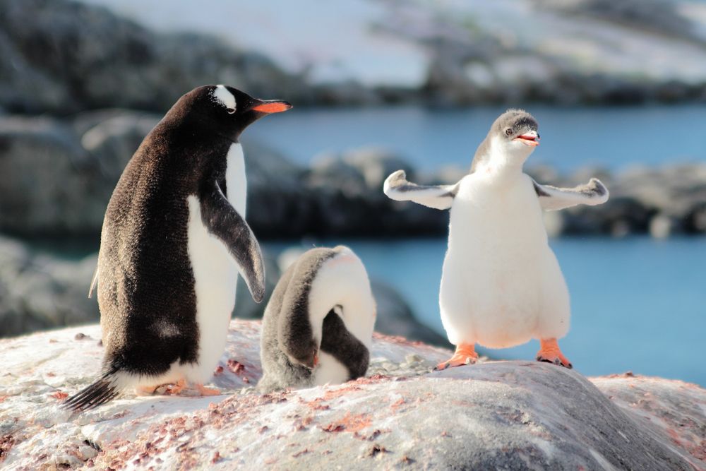 cosas para hacer antes de morir Antártida pinguinos