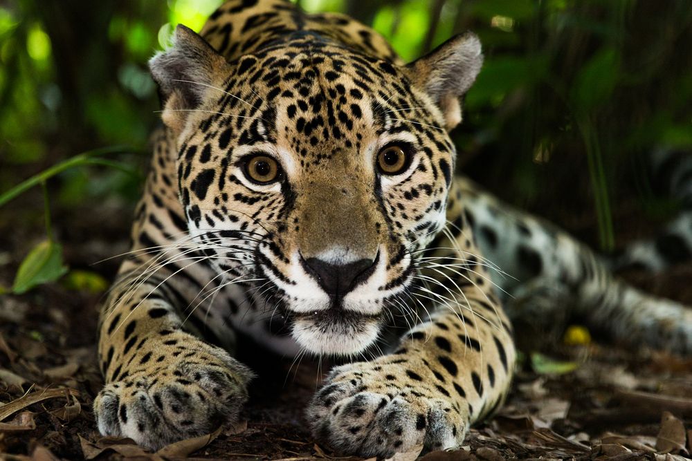 jaguar ecoturismo