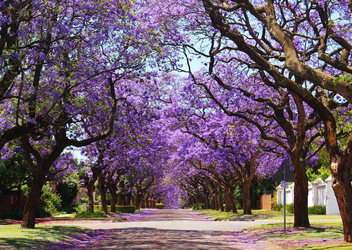 Gu a Completa C mo Cultivar Y Cuidar Jacarandas En Tu Jard n JFFA Gu a Completa C mo Cultivar Y Cuidar Jacarandas En Tu Jard n JFFA