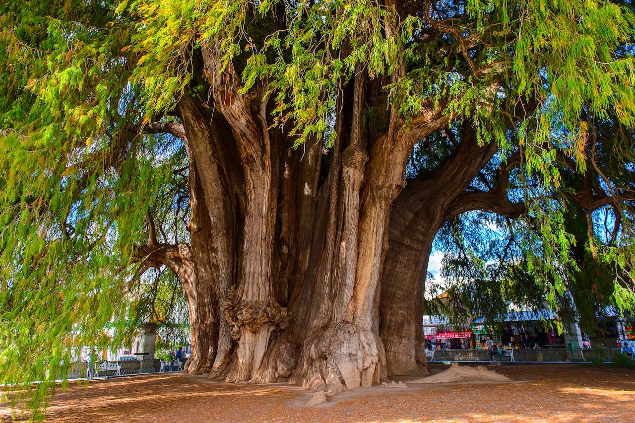 Cuál es el árbol más viejo de México? - Matador Español