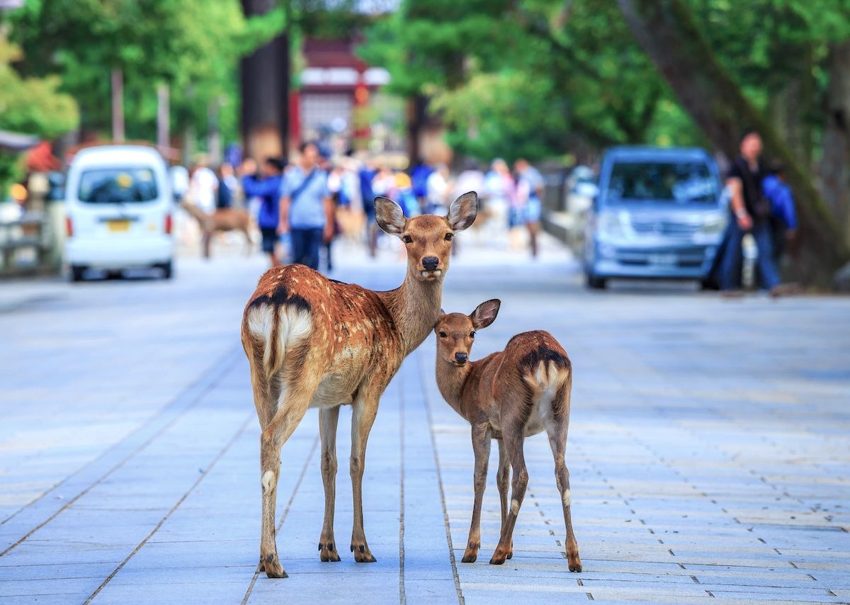 7 costumbres japonesas que todos los mexicanos deberíamos adoptar