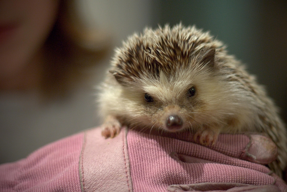 20100726-hedgehog.jpg